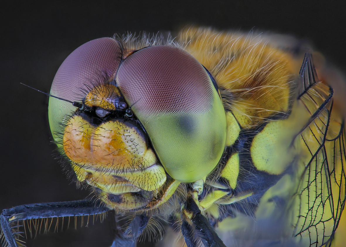 sympetrum sanguineum
