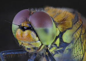 sympetrum sanguineum