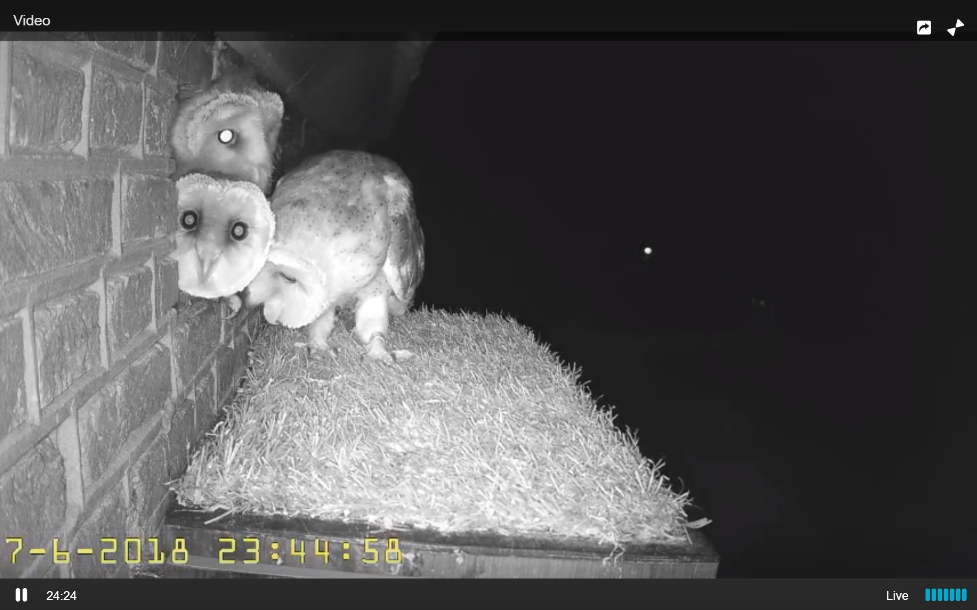 Kerkuil Dunea nestcam De Tapuit