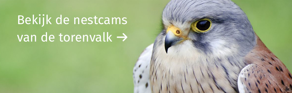 Nestcams torenvalk Dunea