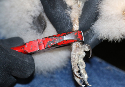 Ring aanbrengen bij kerkuilkuiken