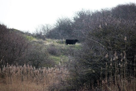 Rund in duinen
