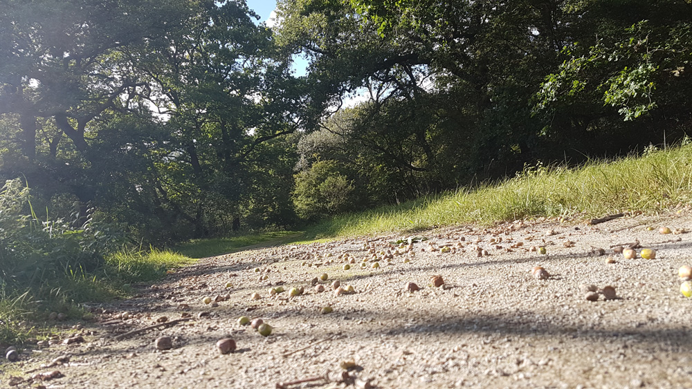 Herfst in Meijendel