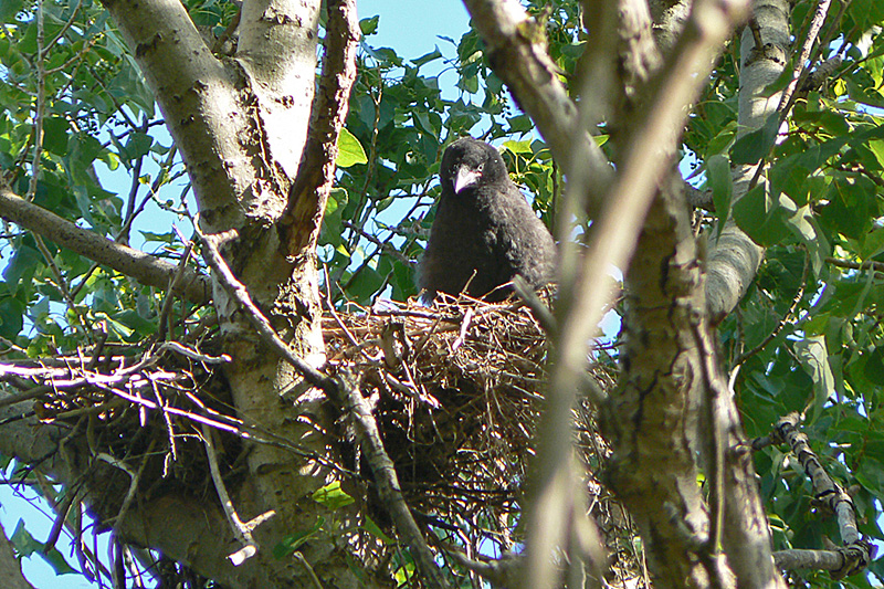 Zwarte kraai in nest