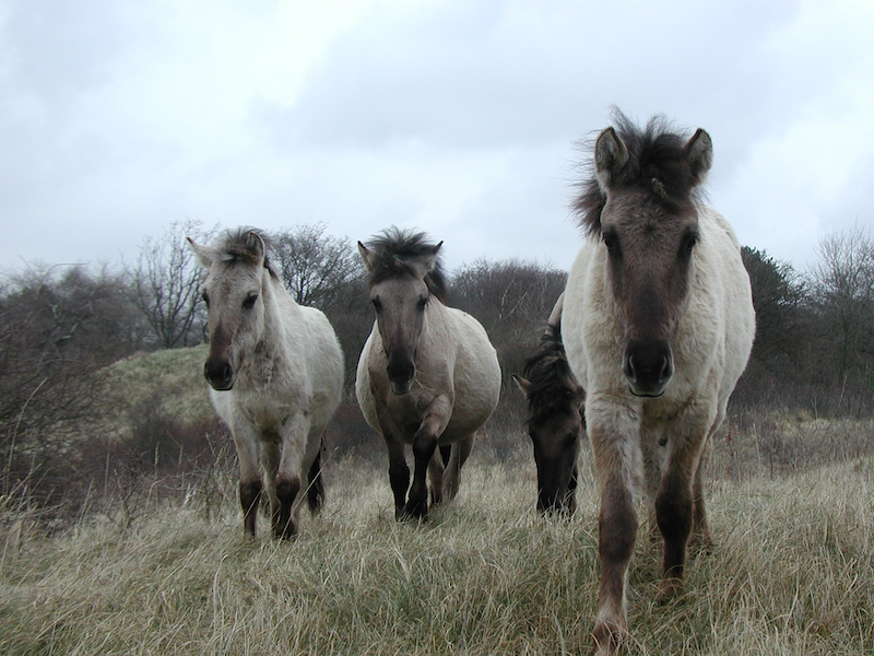 Afbeelding Konik paarden