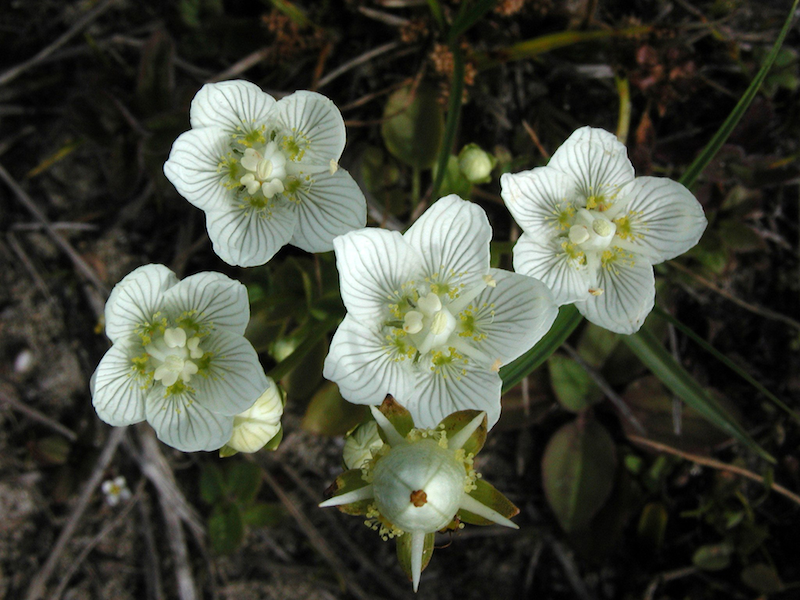 Afbeelding parnassia closeup