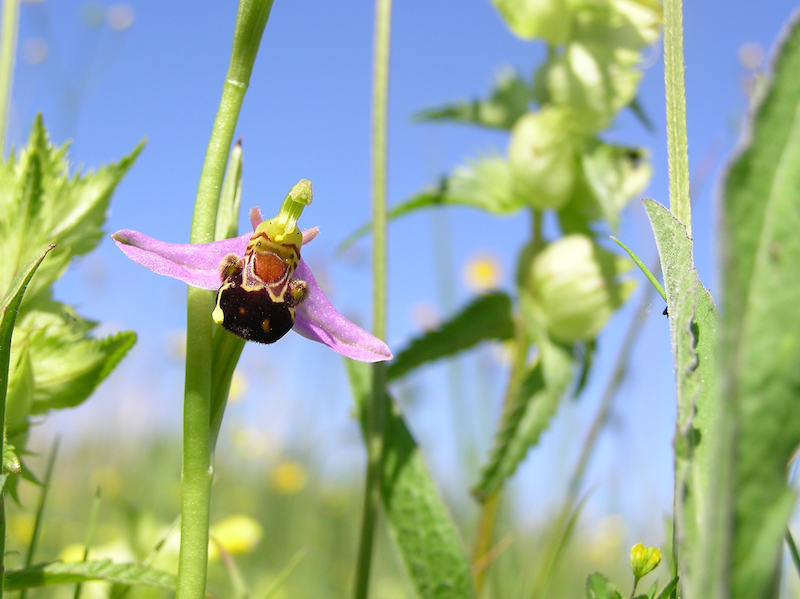 Afbeelding Orchidee bij kwelplas