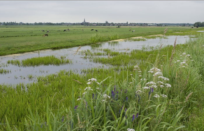 Afbeelding sloot en polder