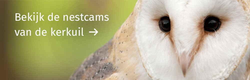 Nestcams kerkuil Dunea