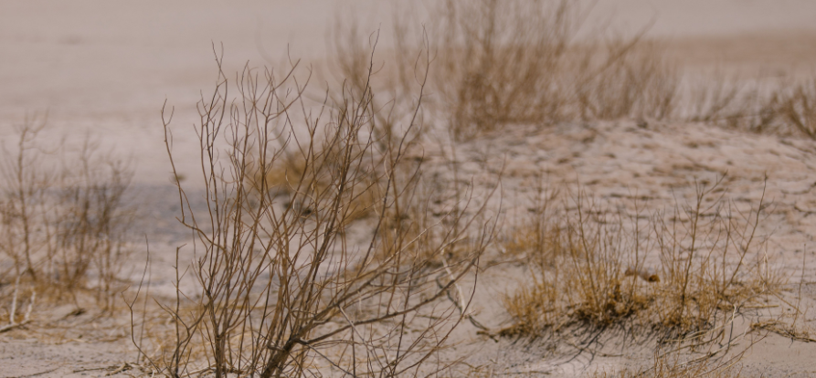 /over-dunea/-/media/images/nieuws/2026/header-mobiel---droogte.png