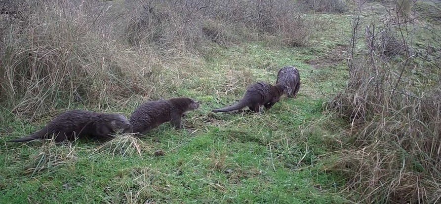 /over-dunea/-/media/otter-2026-banner-mobiel-893x414.jpg